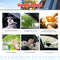 Window Visor 2023-2025 Honda CR-V Low Profile Style Tape on Window Visors Guards - Auto Sports Accessories & Performance